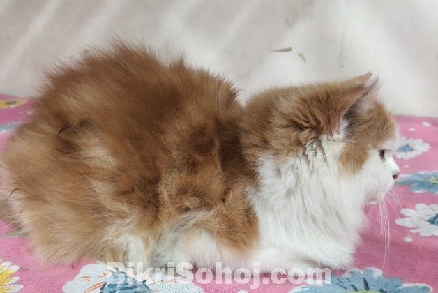 পার্শিয়ান  বিড়াল